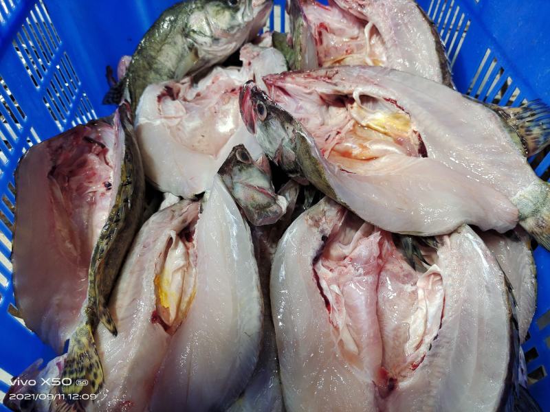 鳜鱼：0.4—2斤可以提供湘菜的技术上指导和腌制方