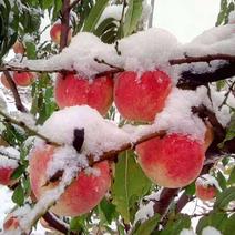 河北秋雪红冬桃，桃子脆甜，基地直供。量大优先