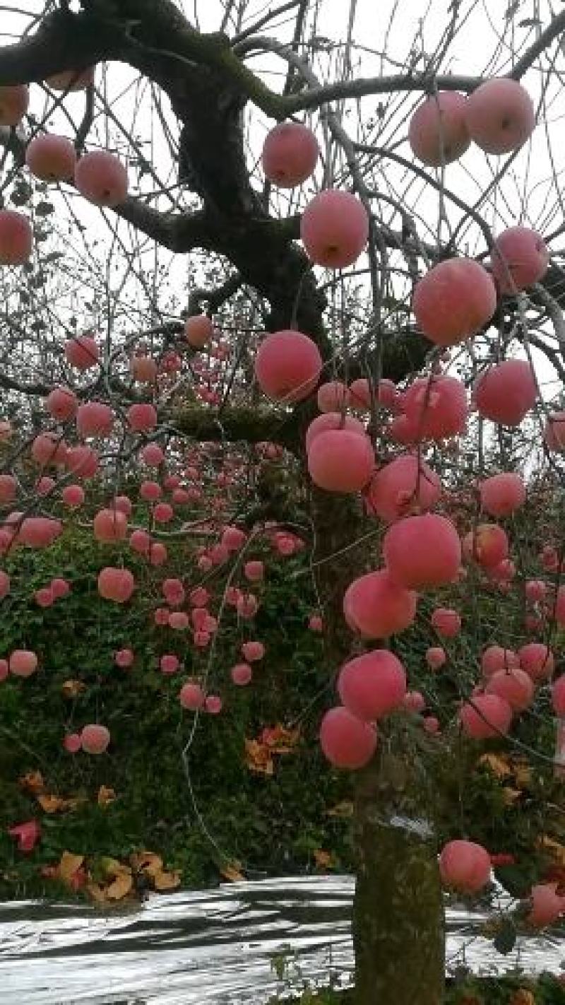 【推荐】山东烟台红富士苹果纸袋商品果，通货高次