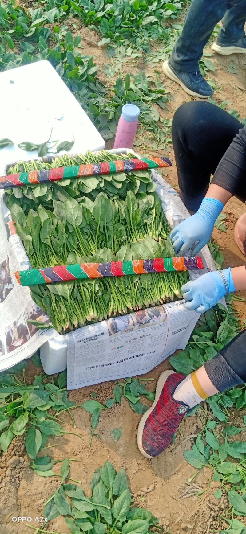 单县菠菜，基地供应，代发全国，质量保证……