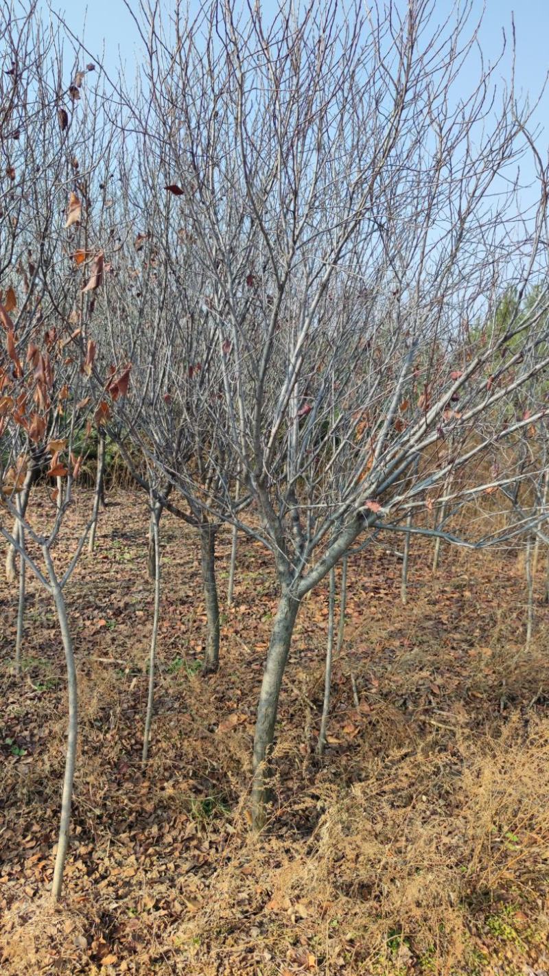 紫叶矮樱，3到8公分紫叶矮樱基地直发运城紫叶矮樱基地