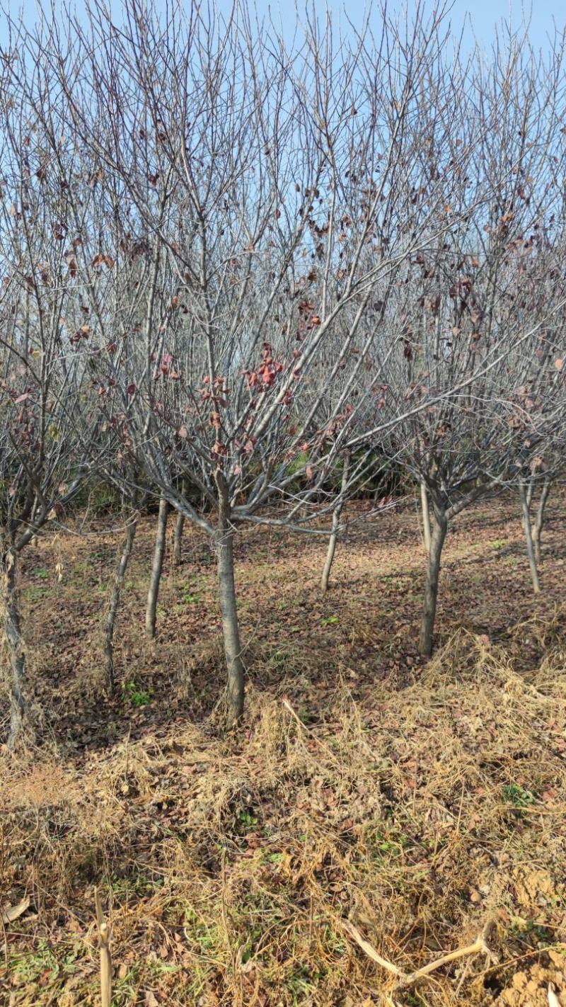 紫叶矮樱，3到8公分紫叶矮樱基地直发运城紫叶矮樱基地