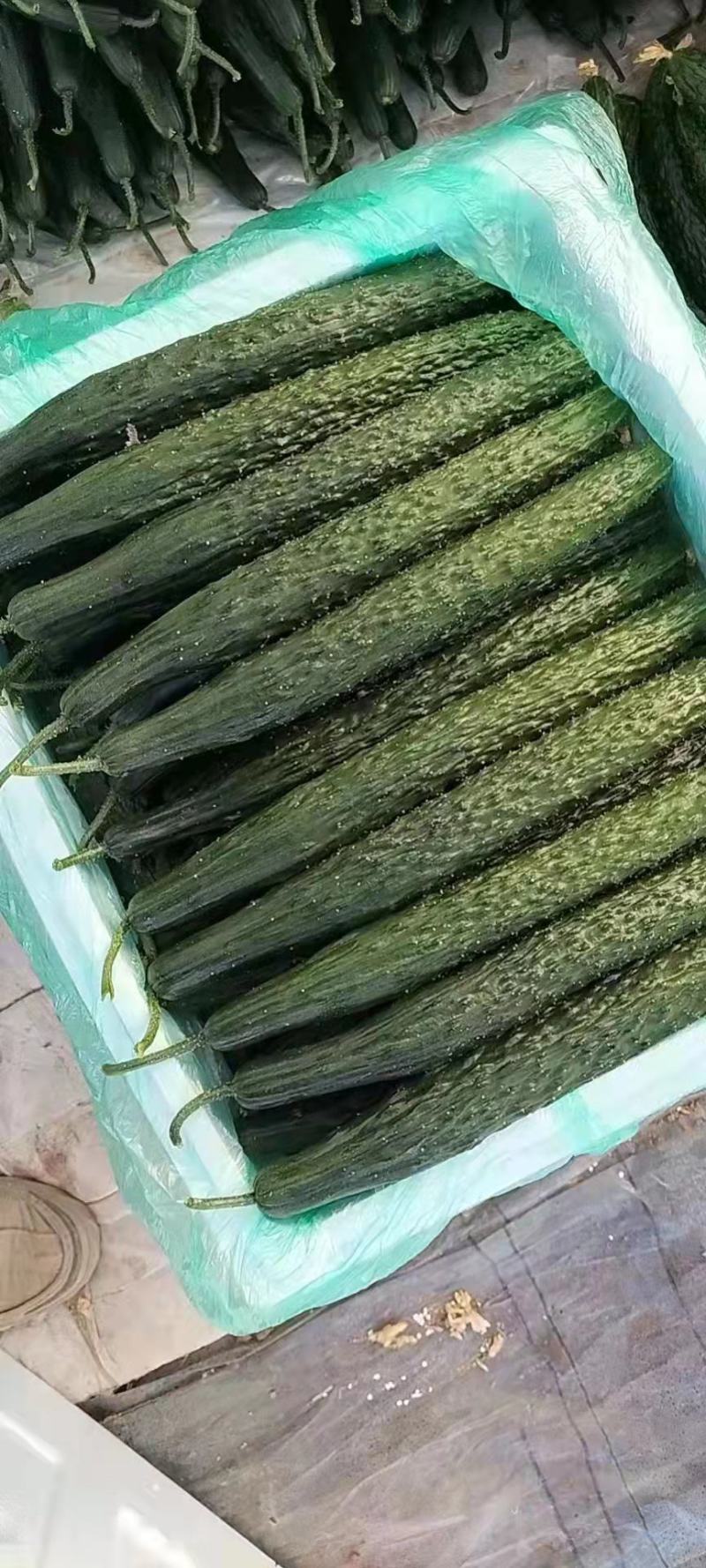 黄瓜精品云南新鲜黄瓜大量上市条形直口感甜脆欢迎订购