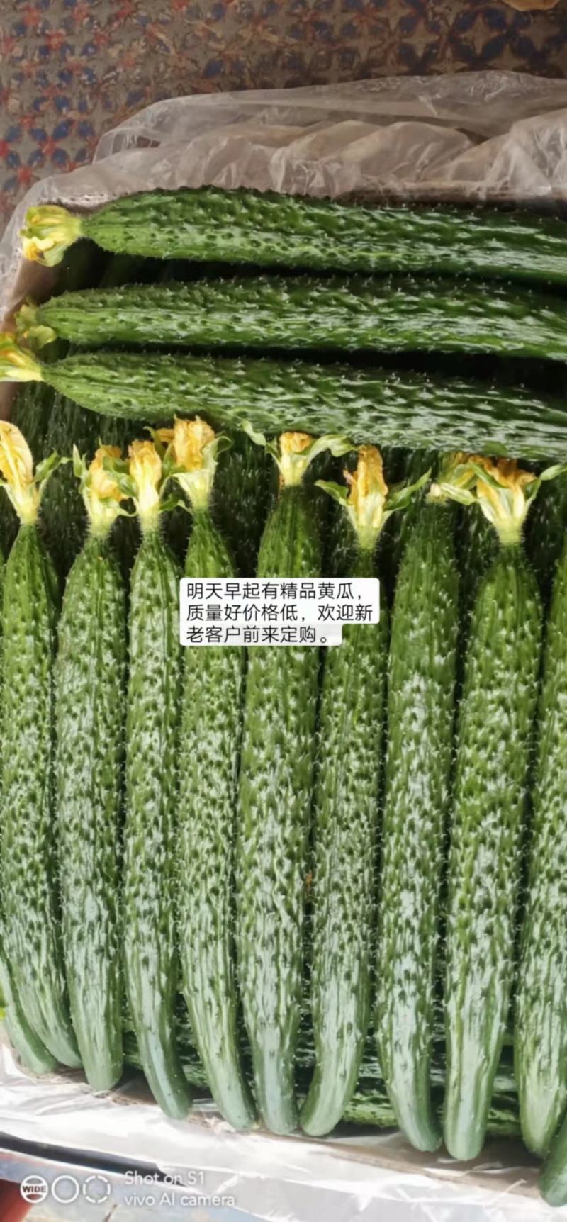 黄瓜精品云南新鲜黄瓜大量上市条形直口感甜脆欢迎订购