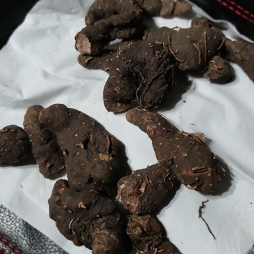 拳参草河车草血竭盘龙七质量保证