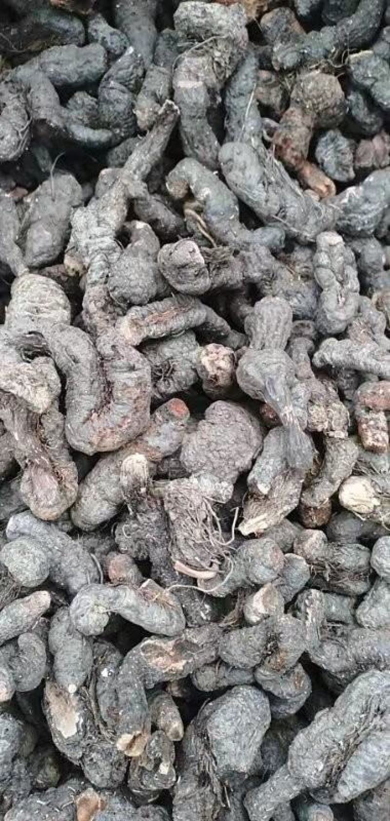 拳参草河车草血竭盘龙七质量保证