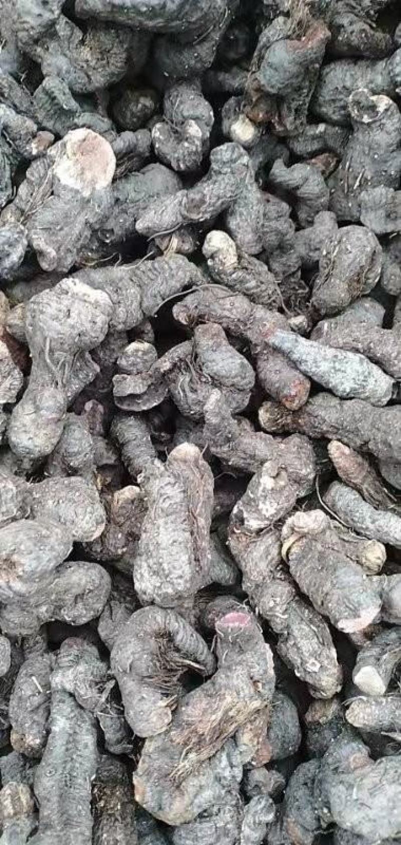 拳参草河车草血竭盘龙七质量保证