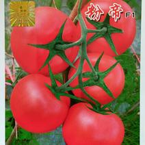 优质粉红色番茄种子粉果番茄种子粉果西红柿种子硬度好
