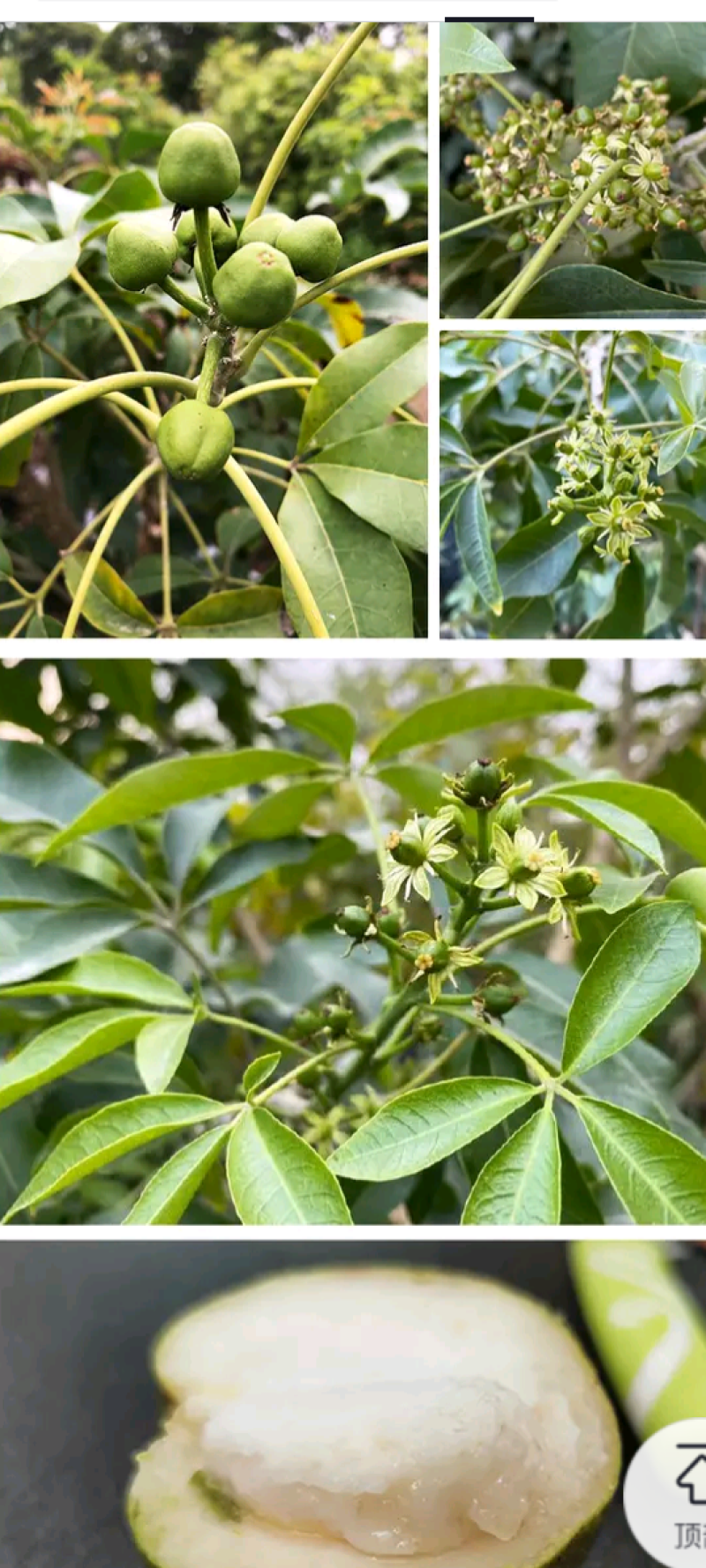 白柿苗冰淇淋果苗嫁接苗挂果快果子甜也可做盆景树
