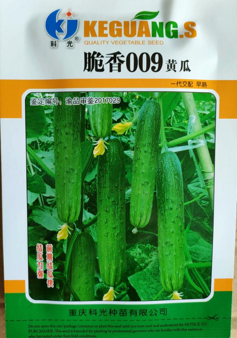 强雌性旱黄瓜种子无苦味黄瓜种子山黄瓜种子