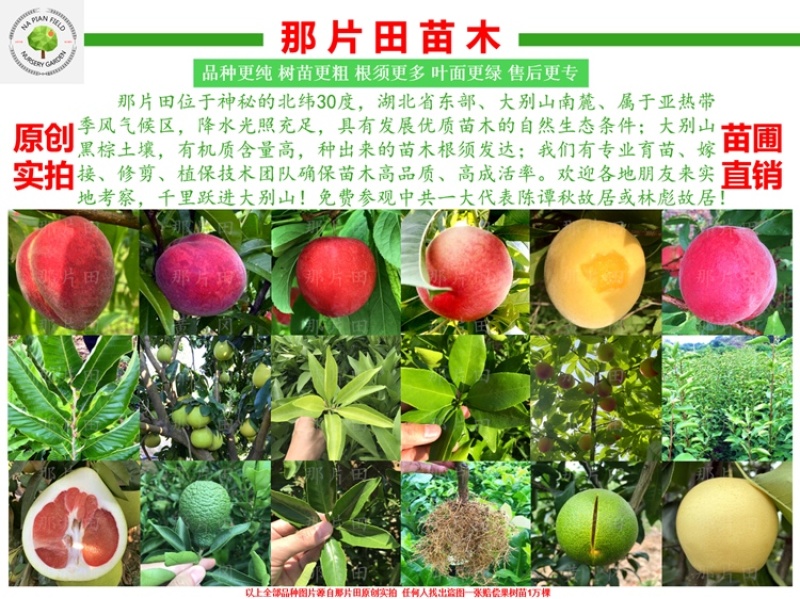 胡柚苗沼山胡柚果树苗召山胡柚橘子桔子柑橘柑桔树苗早熟柚子