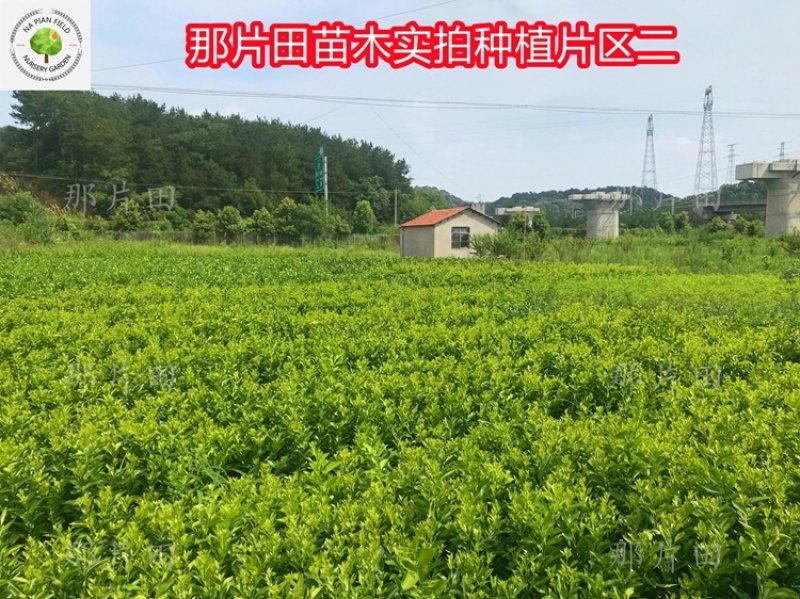 胡柚苗沼山胡柚果树苗召山胡柚橘子桔子柑橘柑桔树苗早熟柚子