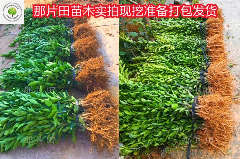 胡柚苗沼山胡柚果树苗召山胡柚橘子桔子柑橘柑桔树苗早熟柚子