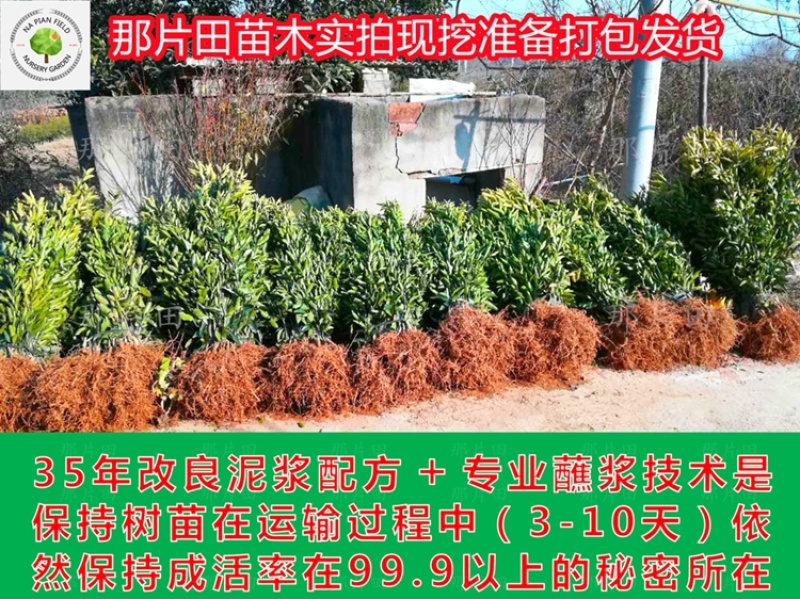 胡柚苗沼山胡柚果树苗召山胡柚橘子桔子柑橘柑桔树苗早熟柚子