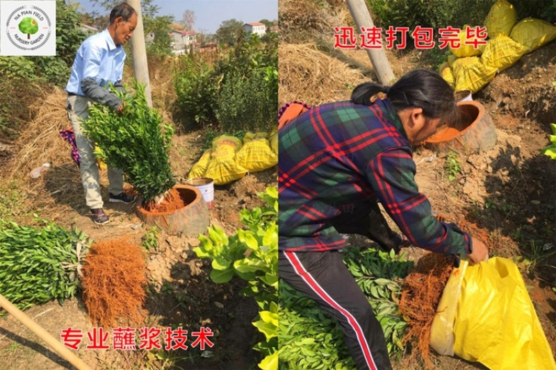 胡柚苗沼山胡柚果树苗召山胡柚橘子桔子柑橘柑桔树苗早熟柚子