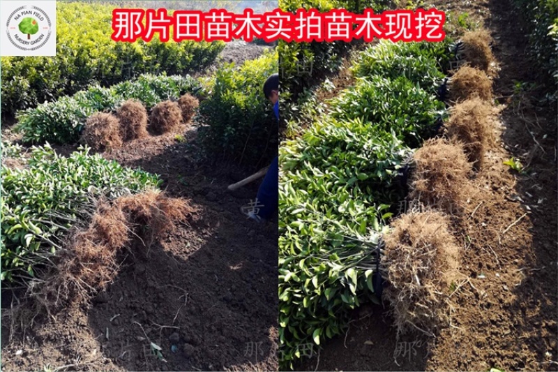 胡柚苗沼山胡柚果树苗召山胡柚橘子桔子柑橘柑桔树苗早熟柚子