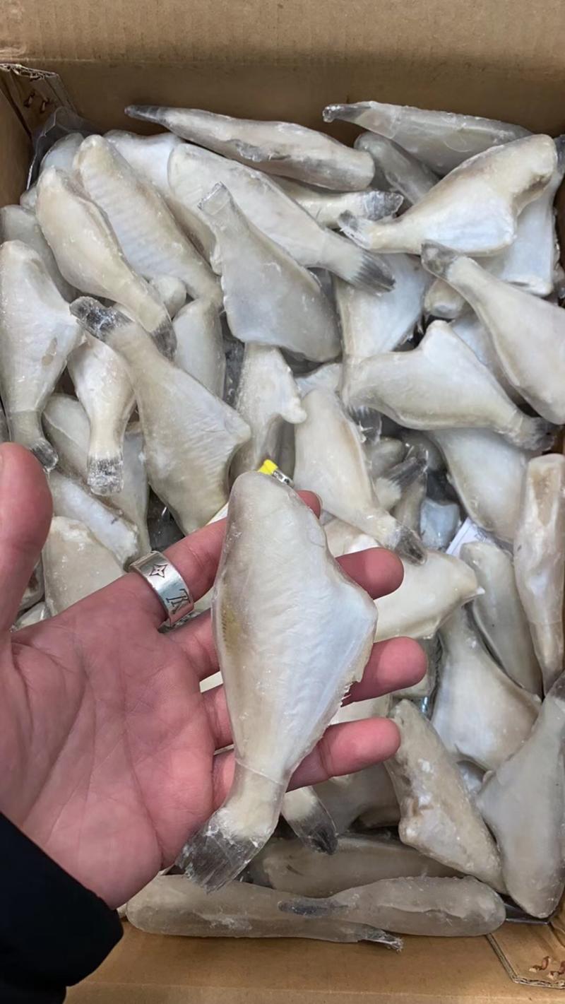 耗儿鱼🐟马面鱼单冻板冻