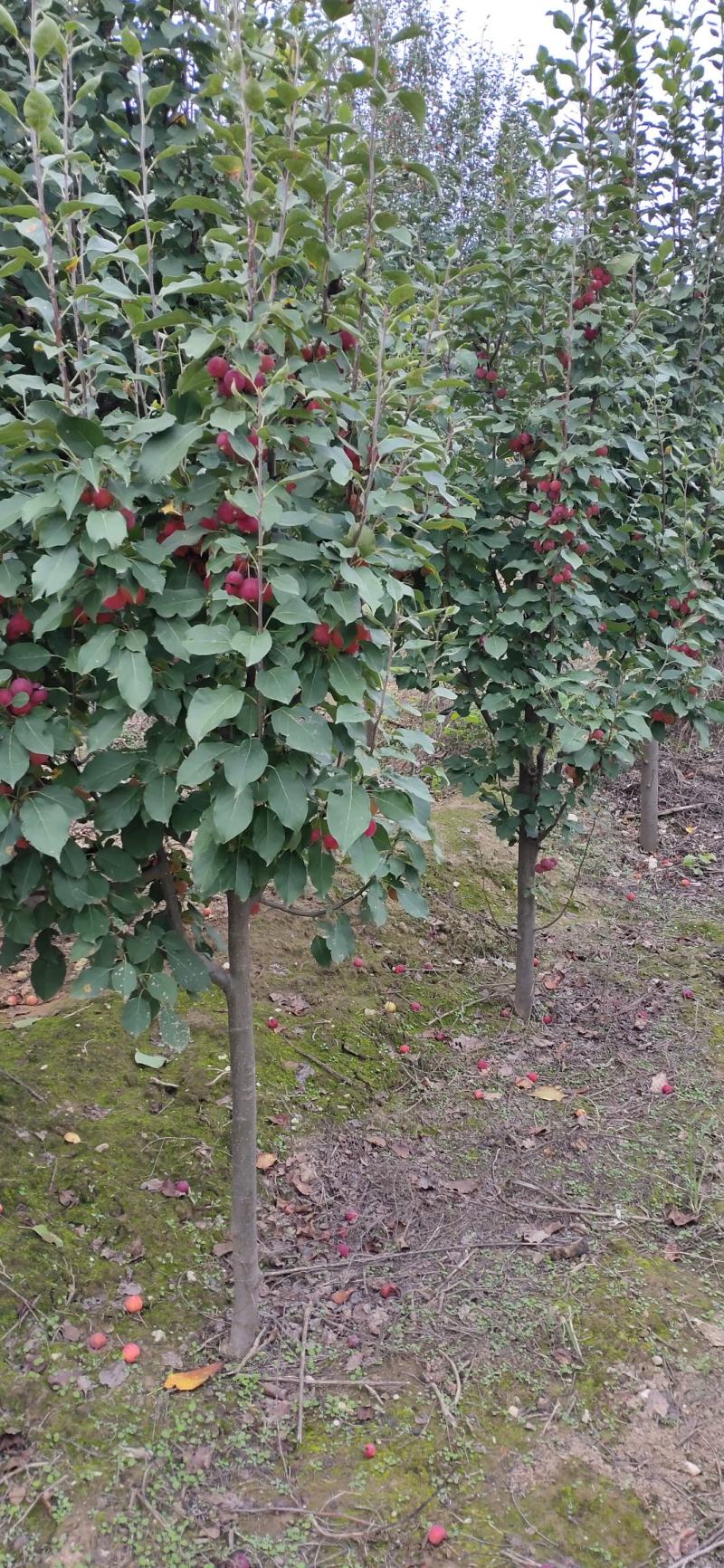 4公分八棱海棠树土球大量供货八棱海棠春秋移植管理