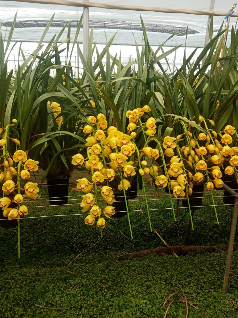 大花卉兰种植基地批发