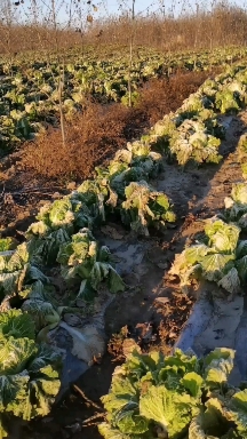 代办代发辽宁，沈阳新民白菜大量有货，有需要的客户请与连续