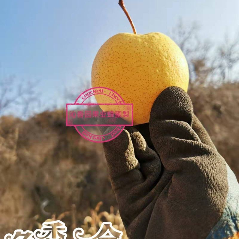隰县蜜梨