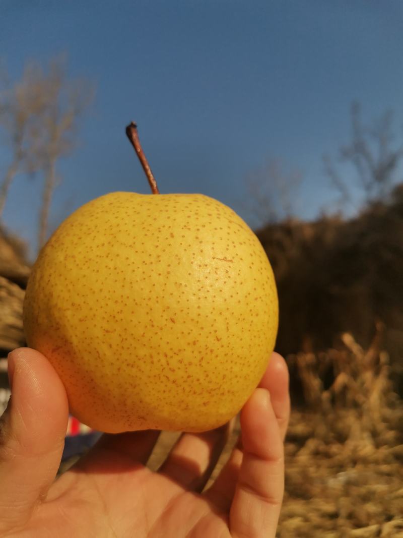 隰县蜜梨