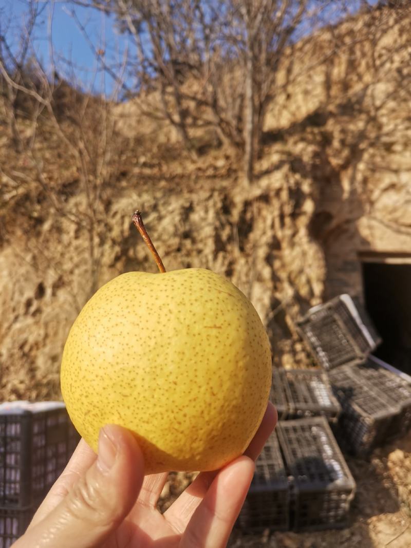 隰县蜜梨