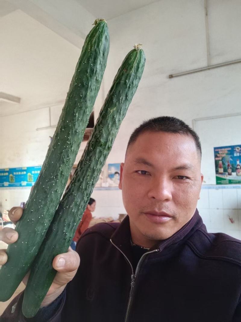 黄瓜青瓜产地一手货源冬春季节上市诚信经营