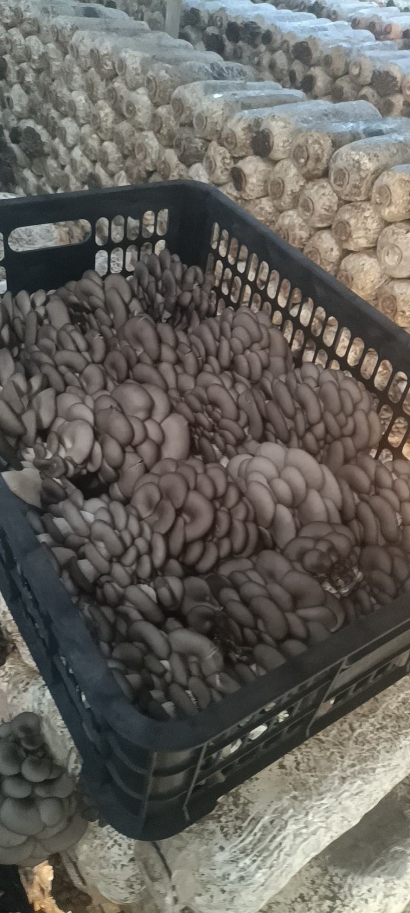 黑平菇厚3~5cm黑色质优价廉，是你不二之选