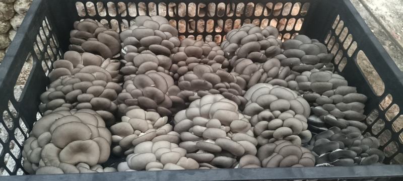 黑平菇厚3~5cm黑色质优价廉，是你不二之选