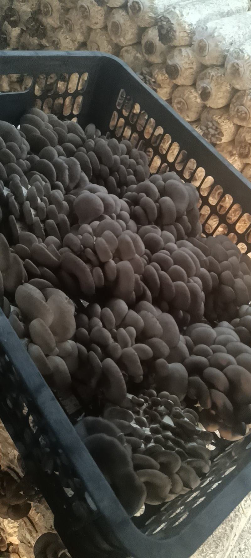 黑平菇厚3~5cm黑色质优价廉，是你不二之选