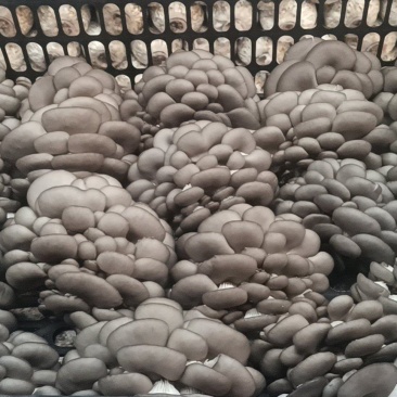 鲜平菇厚3~5cm黑色质优价廉，是你不二之选