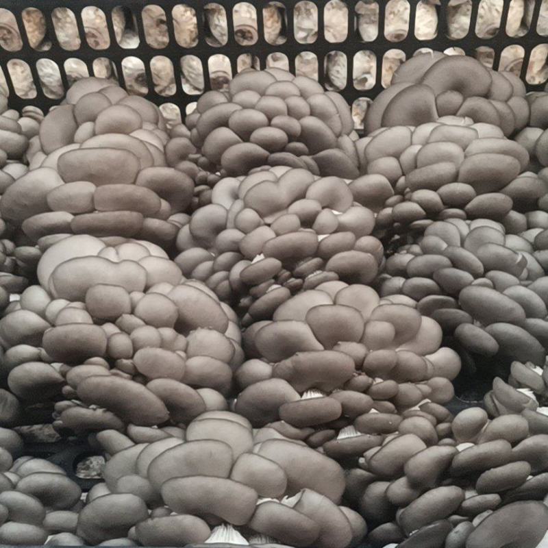 鲜平菇厚3~5cm黑色质优价廉，是你不二之选