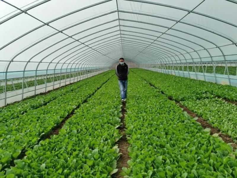 蔬菜大棚种植大棚大棚骨架规格齐全厂家直销