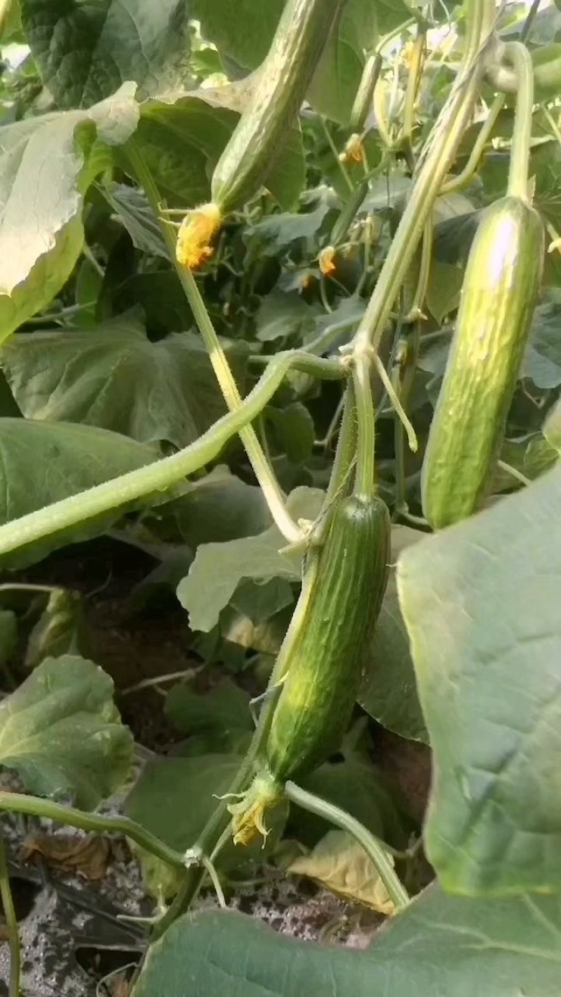 小黄瓜