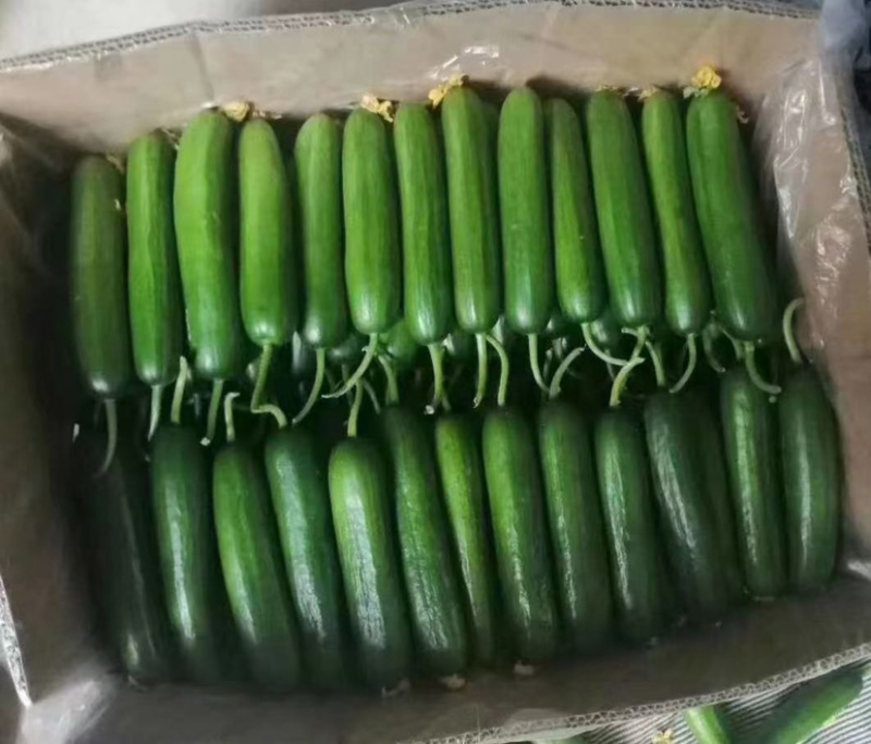 小黄瓜
