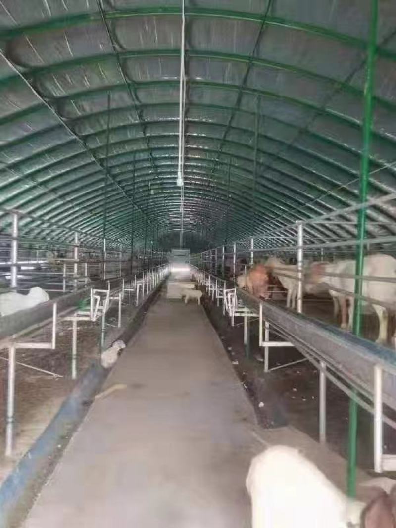 养殖大棚可养殖（猪养牛鸡等）包塑材料使用寿命长