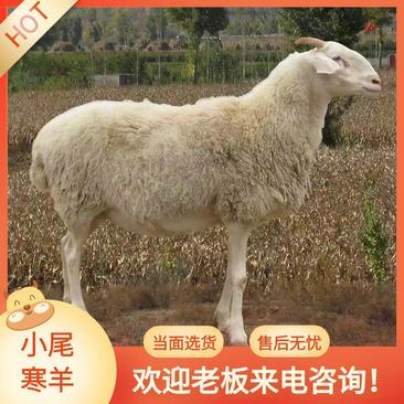 小尾寒羊种羊基础母羊种公羊怀孕母羊羊苗