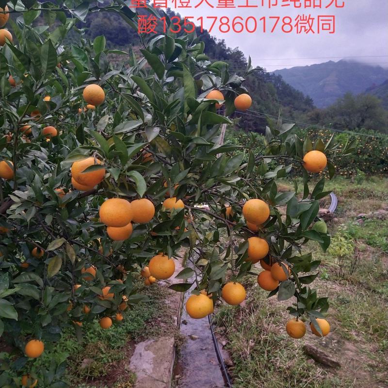 蜜香橙大量上市，不打甜蜜素，纯甜无酸，有一股特别的蜂蜜香