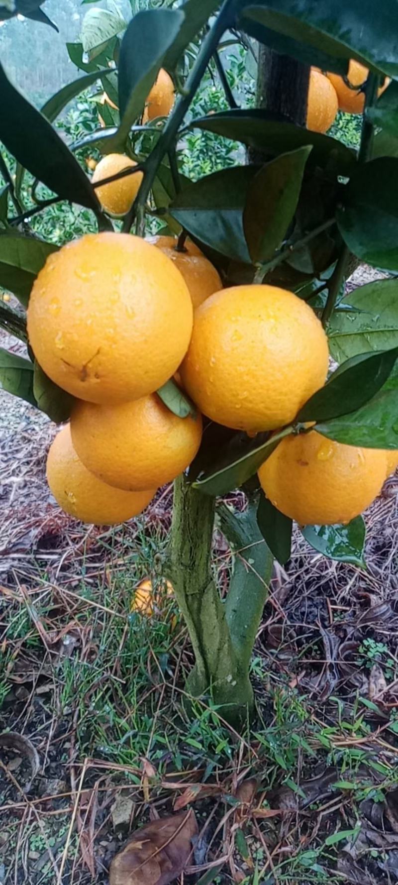 蜜香橙大量上市，不打甜蜜素，纯甜无酸，有一股特别的蜂蜜香