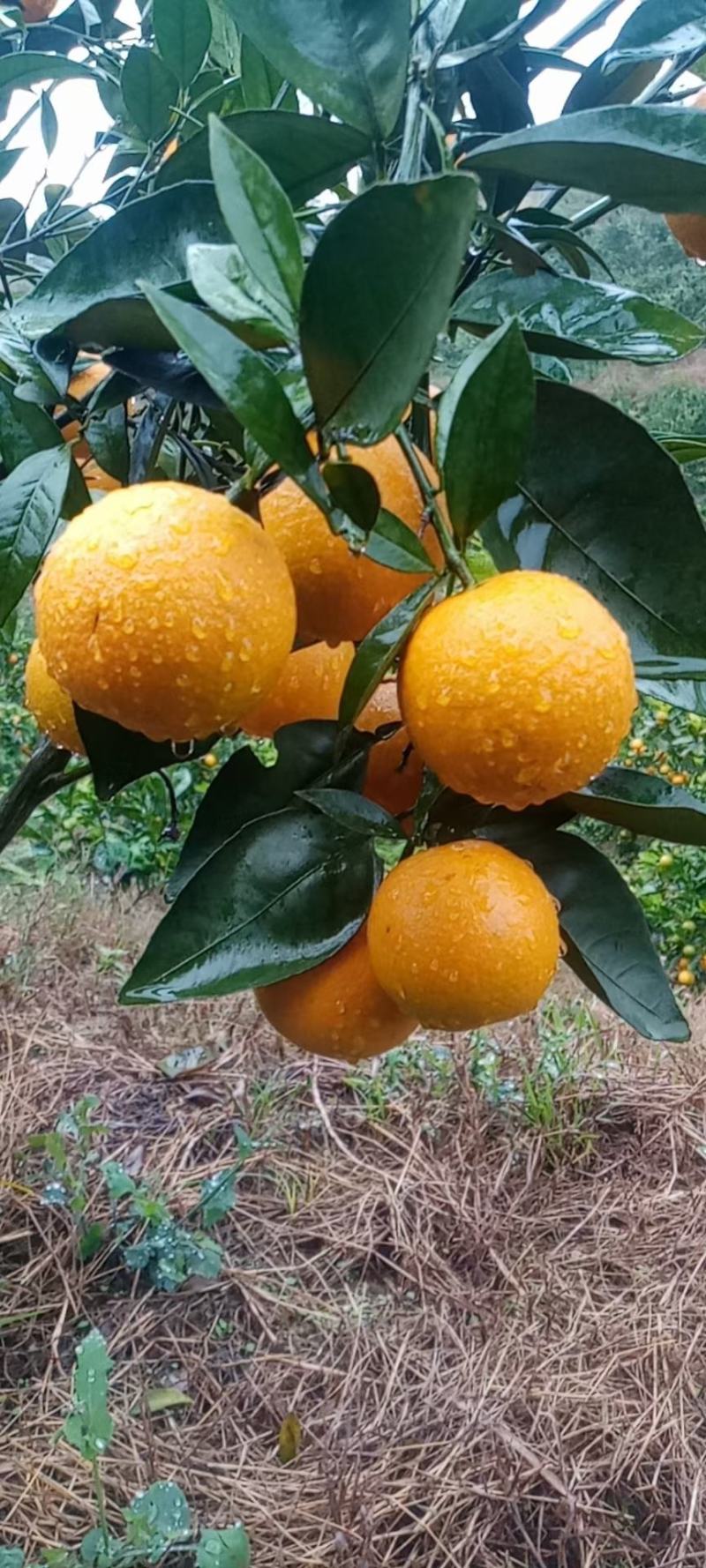蜜香橙大量上市，不打甜蜜素，纯甜无酸，有一股特别的蜂蜜香