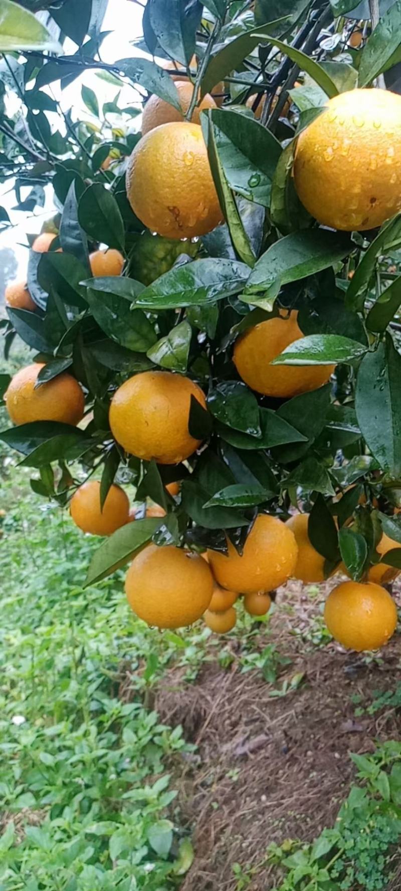 蜜香橙大量上市，不打甜蜜素，纯甜无酸，有一股特别的蜂蜜香