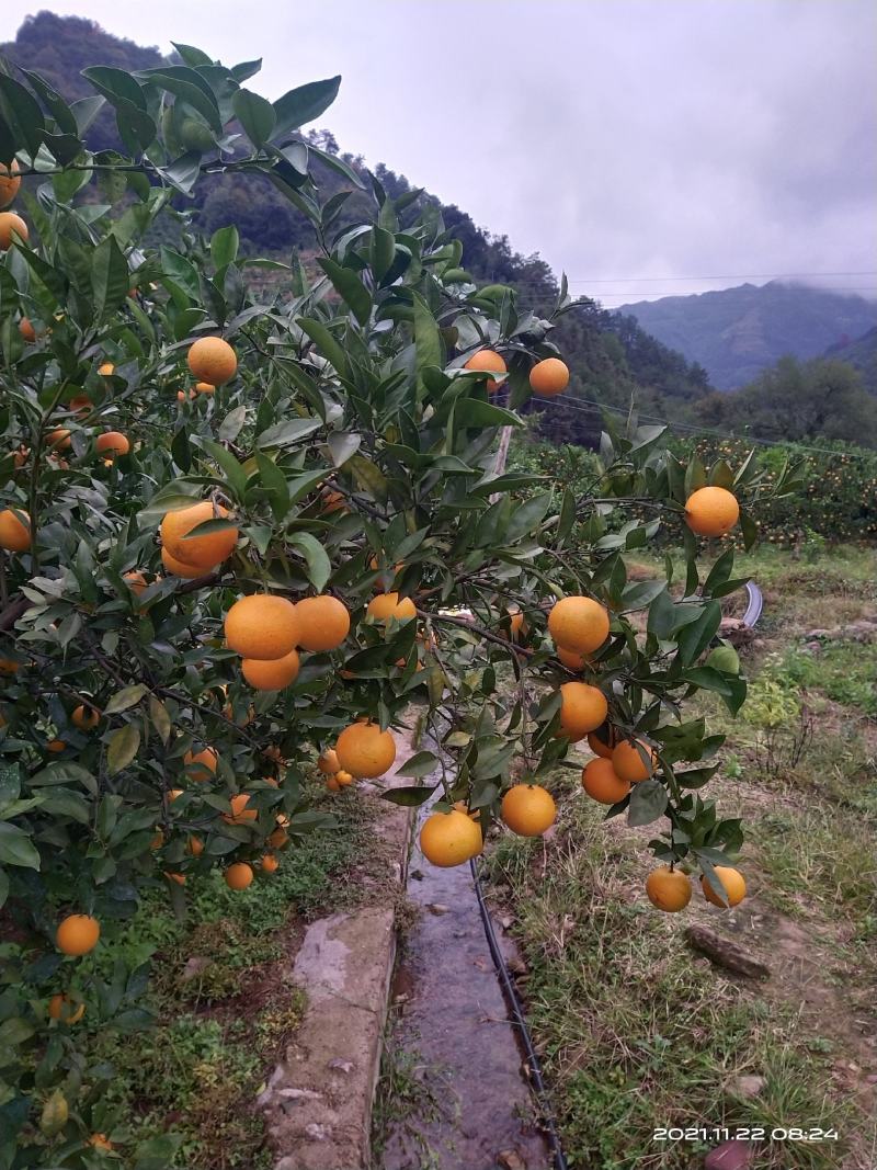蜜香橙大量上市，不打甜蜜素，纯甜无酸，有一股特别的蜂蜜香
