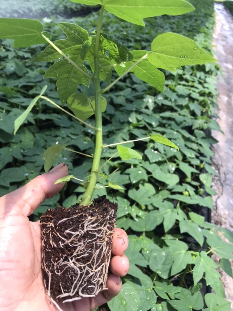 广西优质木瓜苗大青木瓜苗产地直供提供技术指导欢迎