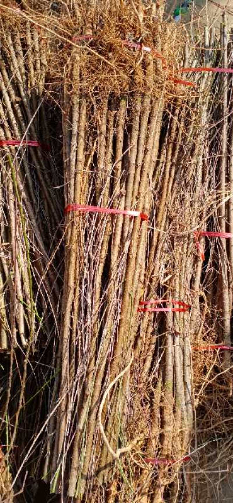 毛桃树苗，根细好无病虫害，基地种植大量供应