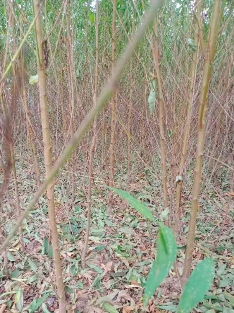 毛桃树苗，根细好无病虫害，基地种植大量供应