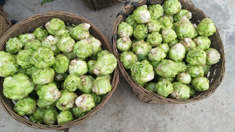 儿菜5两以上，现在开始上市了