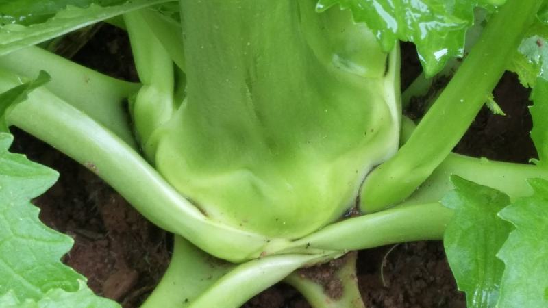 儿菜5两以上，现在开始上市了