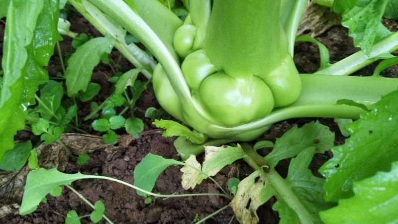 儿菜5两以上，现在开始上市了