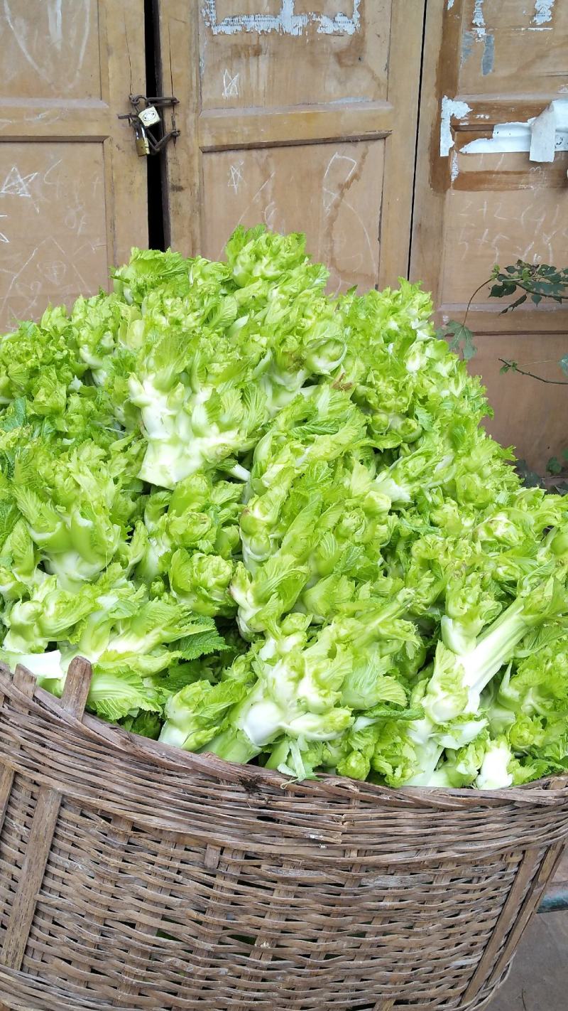 儿菜5两以上，现在开始上市了